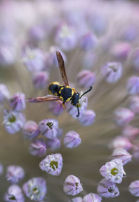 Close-up of wasp on flower