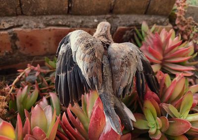 Young dove spreading wings on succulent plant- close up