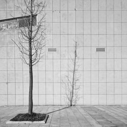 Bare trees on footpath in city