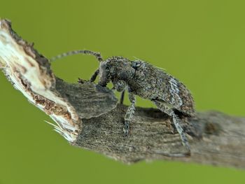 Close-up of insect on tree