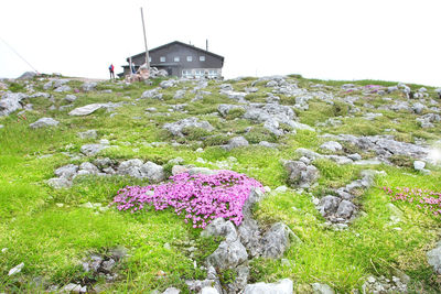 Close-up of plants against mountain range