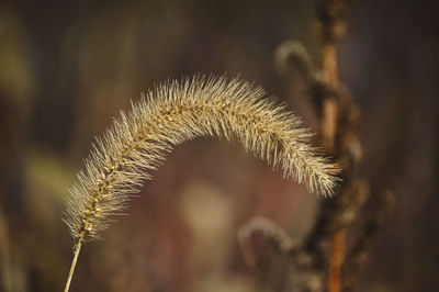 Close-up of plant