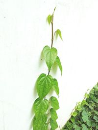 Close-up of plant growing on wall