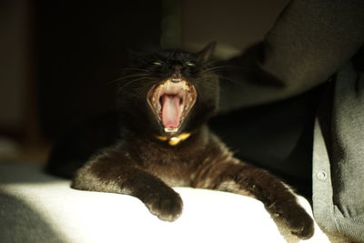 animal