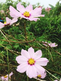 Close-up of cosmos flowers blooming outdoors