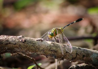 Close-up of insect perching on branch