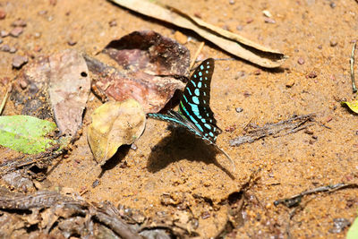 Close-up of butterfly on leaf