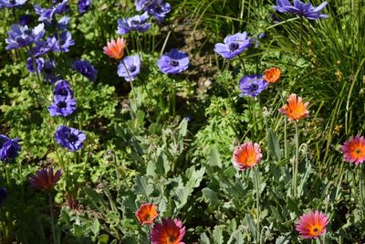 Close-up of purple flowers blooming outdoors