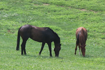 Horses grazing in a field