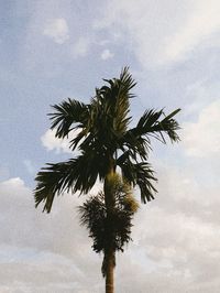Low angle view of palm tree against sky