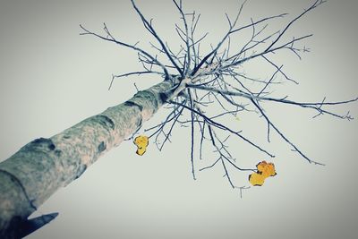 Low angle view of bare trees