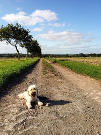 Road passing through field