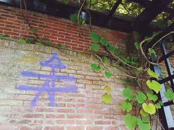 Ivy growing on brick wall