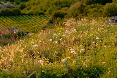 Scenic view of grassy field