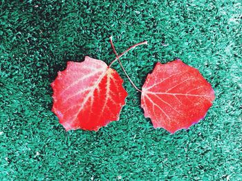 Full frame shot of leaves