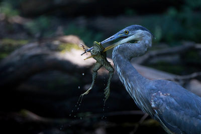 Close-up of heron with frog in beak