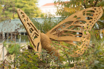 Close-up of butterfly on plants