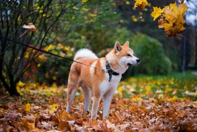 Akita inu dog in autumn leaves