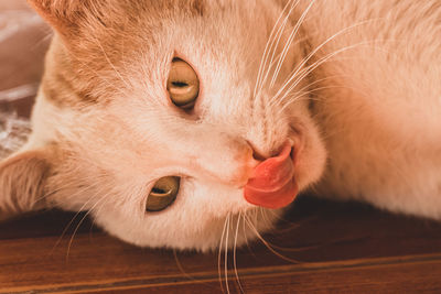 Close-up of a cat