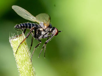 Close-up of fly on leaf