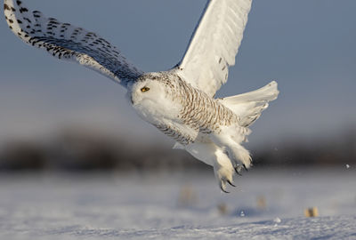 Seagulls flying in the sky