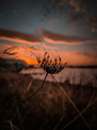 Close-up of silhouette plant against sky at sunset