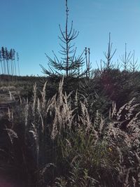 Low angle view of trees growing on field against sky