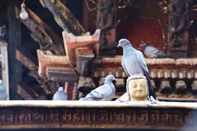 Close-up of birds perching