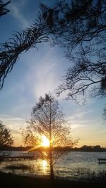 Sun shining through trees
