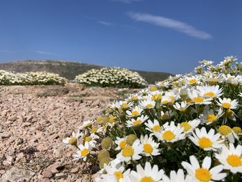 Close-up of white flowering plants on field against sky