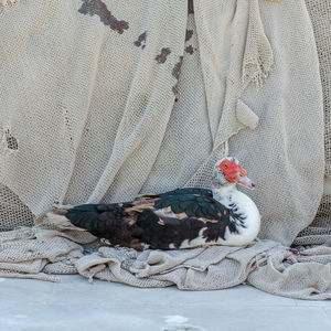 Close-up of rooster