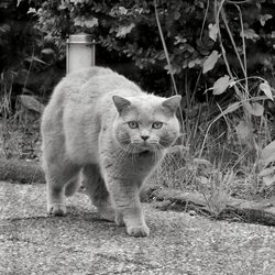 Portrait of cat