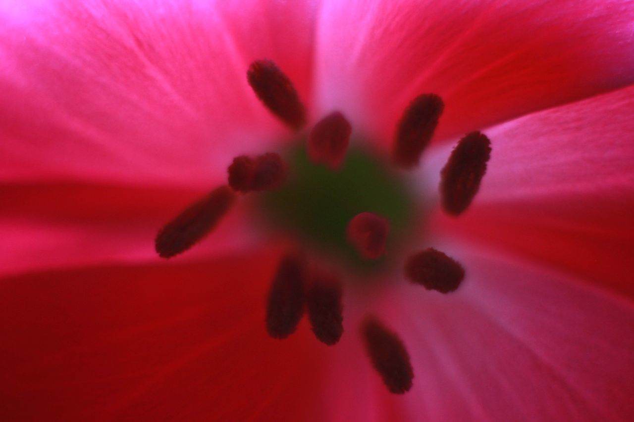 flowering plant, flower, fragility, petal, vulnerability, close-up, freshness, beauty in nature, plant, flower head, pink color, pollen, full frame, inflorescence, growth, backgrounds, no people, macro, extreme close-up, nature, soft focus, purple, focus