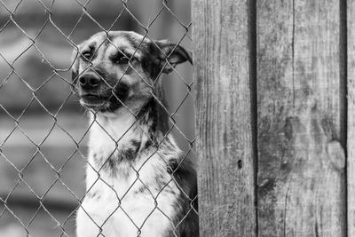 Dog looking away