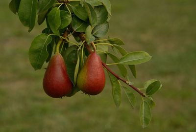 Close-up of red pears on tree