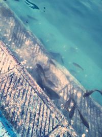 Close-up of fishes swimming in sea