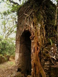 Low angle view of tree