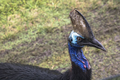Portrait of an southern helmet cassowary on the beach of etty bay in north queensland, australia