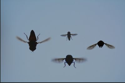 Low angle view of birds flying in the sky