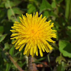 Close-up of yellow flower