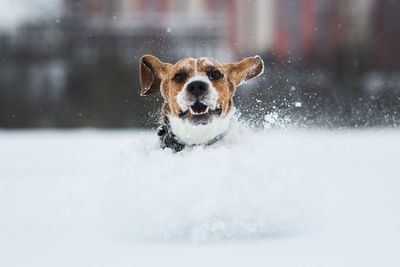 Portrait of dog in snow