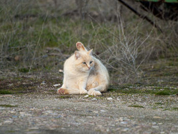 Cat sitting on grass