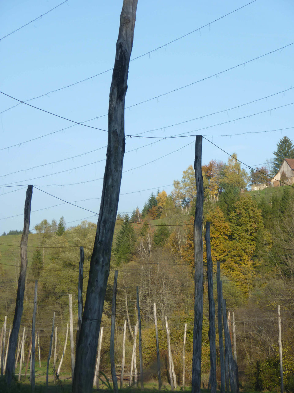 TREES GROWING ON FIELD AGAINST SKY