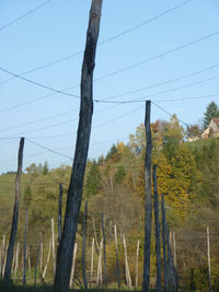 Trees on field against clear sky