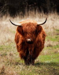 Brown horse in a field