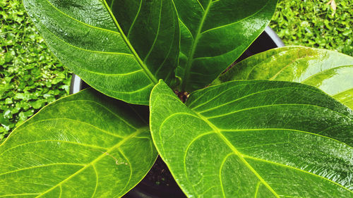 Close-up of fresh green leaves