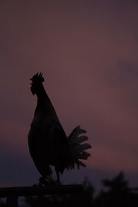 Close-up of rooster against sky