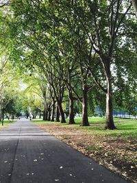 Empty road along trees