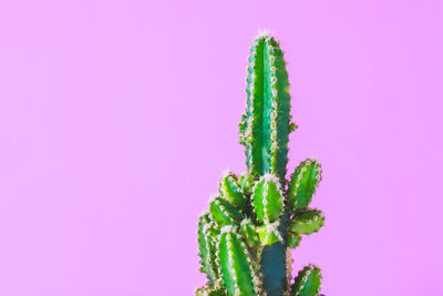 Close-up of cactus plant against pink background