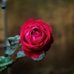 Close-up of pink rose